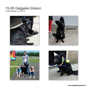 Galgaliël-Gideon, Zwarte Grissly zoon van Aiki & Aklip, 2 jaar, wordt de BIS op de show!